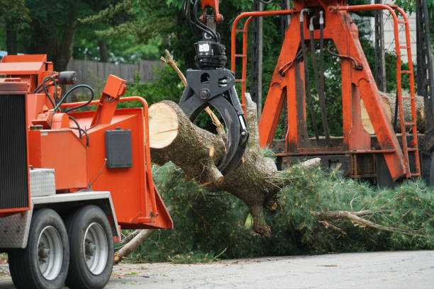 Why Choose Our Tree Removal Services in Scenic, AZ?