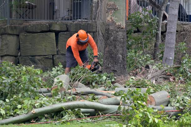 Professional  Tree Services in Scenic, AZ